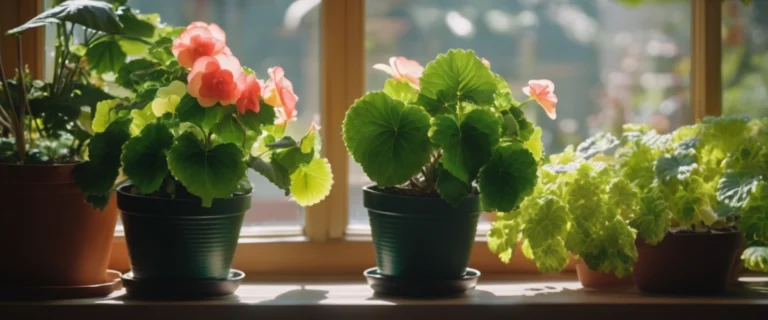 Begonia : Guide plantation entretien 2026