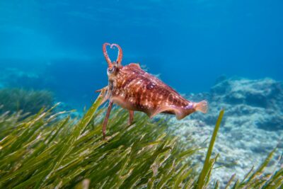 Capitale française de la biodiversité 2026 : Marseille et cinq territoires primés pour avoir restauré la nature