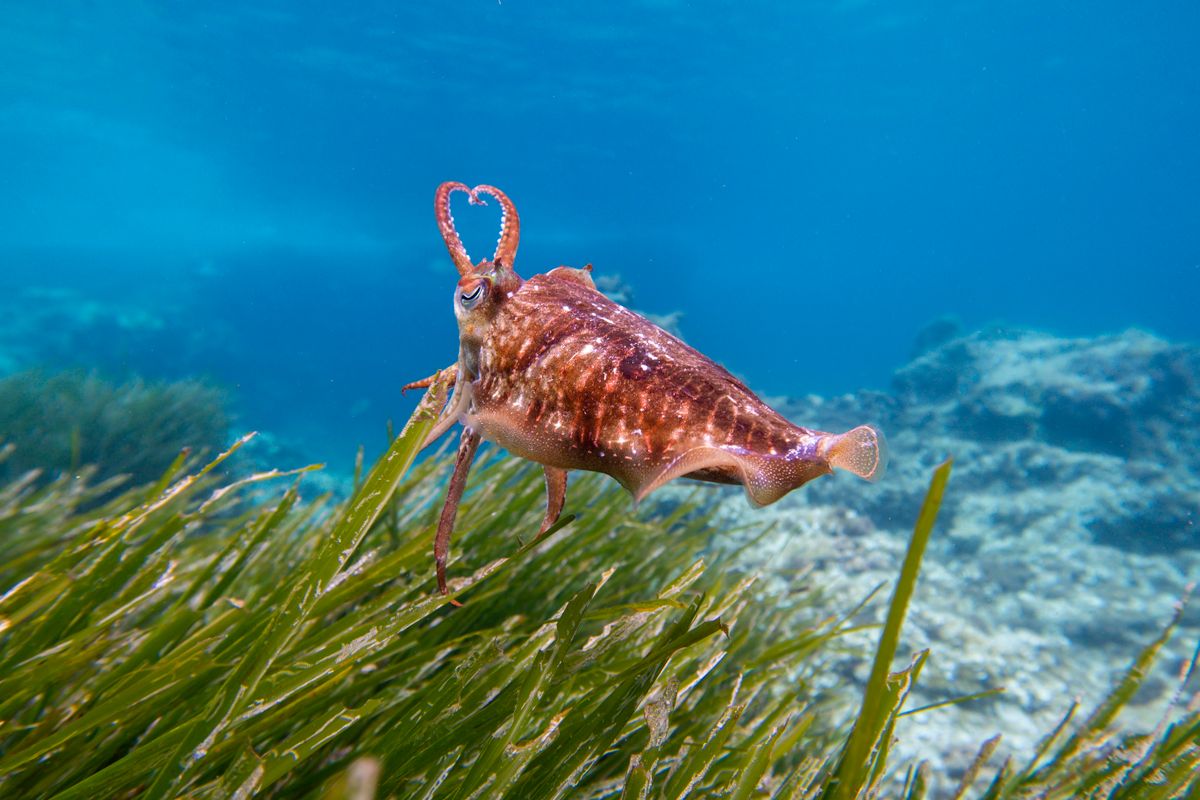 Capitale française de la biodiversité 2026 : Marseille et cinq territoires primés pour avoir restauré la nature
