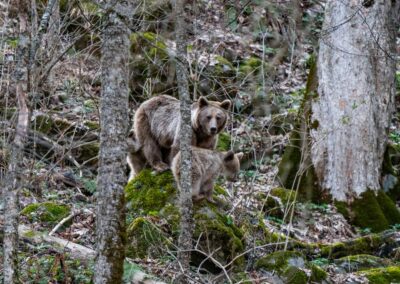 Ours des Pyrénées : des ourses suitées filmées en fin d&rsquo;été, selon le dernier bulletin de l&rsquo;OFB