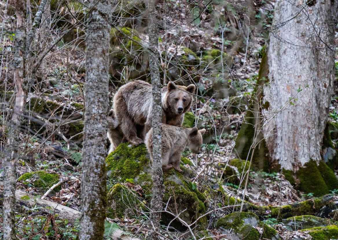 Ours des Pyrénées : des ourses suitées filmées en fin d'été, selon le dernier bulletin de l'OFB