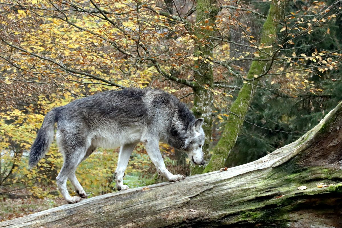 Un loup photographié dans la Montagne bourbonnaise : ce que l'on sait des attaques dans l'Allier