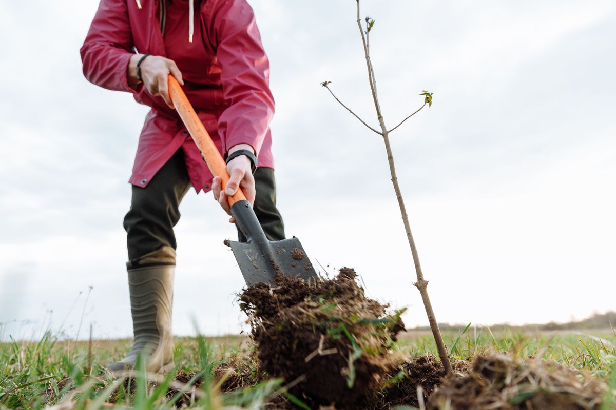 Plantation d'automne : l'erreur du collet enterré qui condamne vos arbres